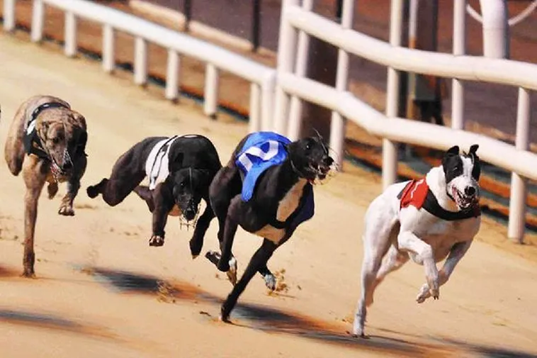 Bí Kíp Thắng Đậm Game Nhanh Đua Chó Tại 12Bet Chuẩn Xác Nhất